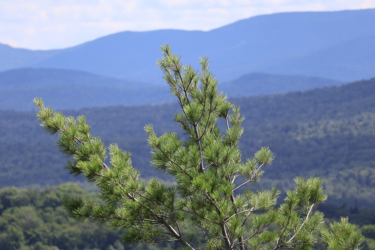 Pine tree over Adirondack Mountains
